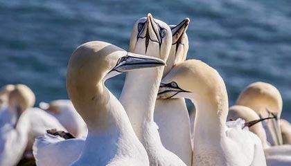 从茶园到茶桌：广佛精品茶室的选茶标准